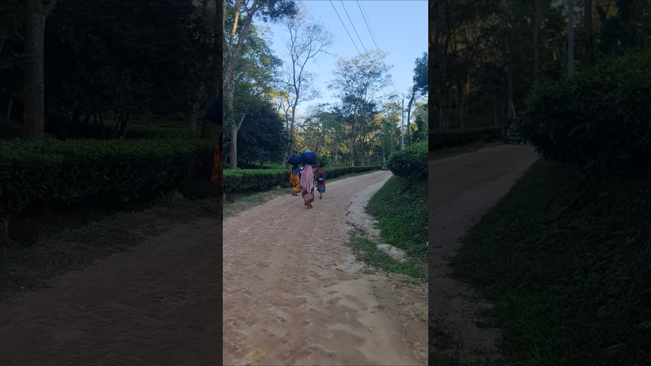 coming home , struggle life tea garden worker #hellosreemangal @hellosreemangal