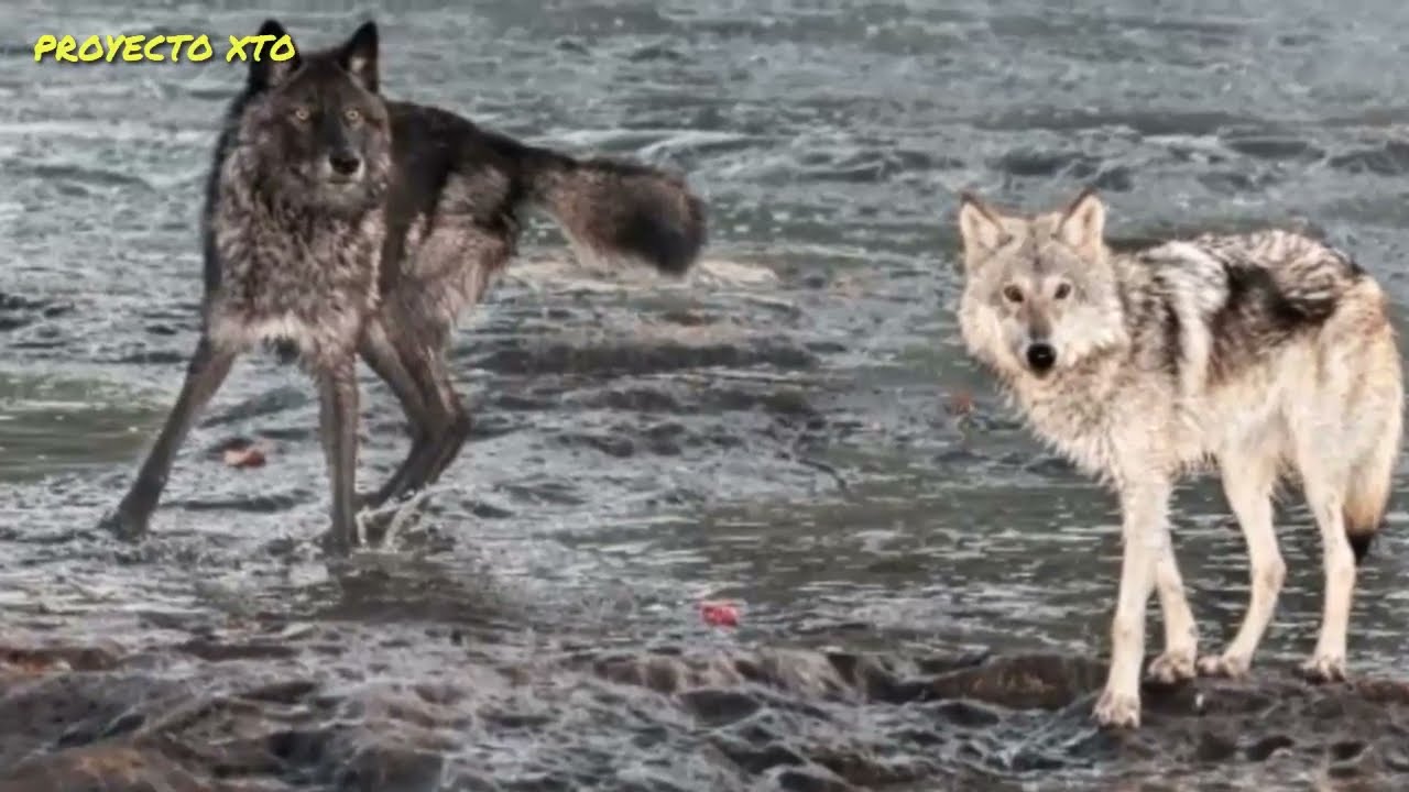 A que lobo estas alimentando en tu vida ahora