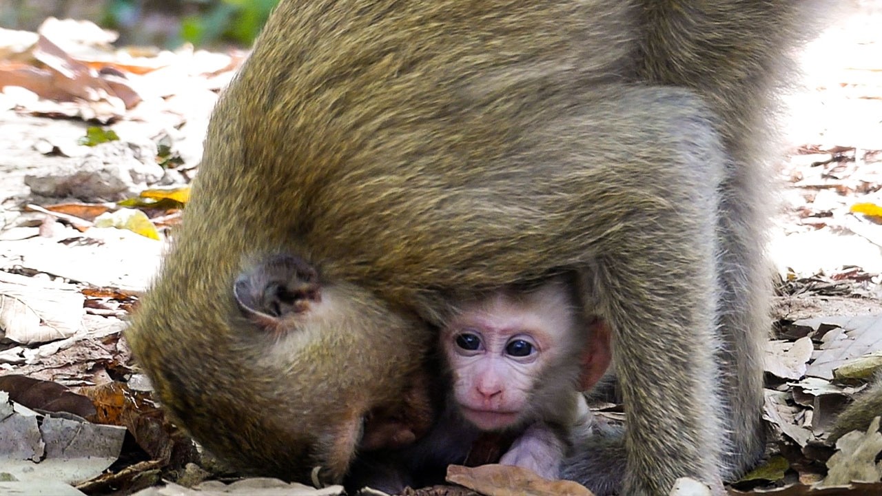 Soft wildlife moments |Monkey Rainbow kisses her little brother Levy in training time
