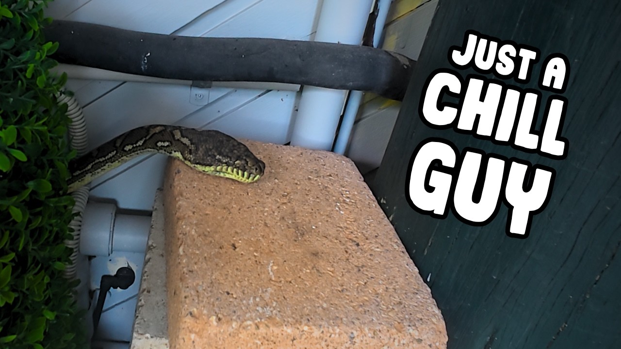 VENOMOUS SNAKE Hidden at an AGED CARE Facility!