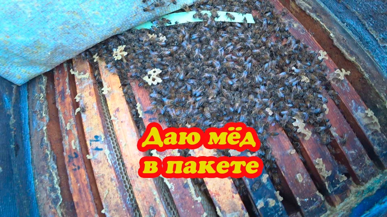 ПОДКАРМЛИВАЮ ПЧЁЛ ЗИМУЮЩИХ НА ВОЛЕ И ЗИМОВКА В ПОМЕЩЕНИИ