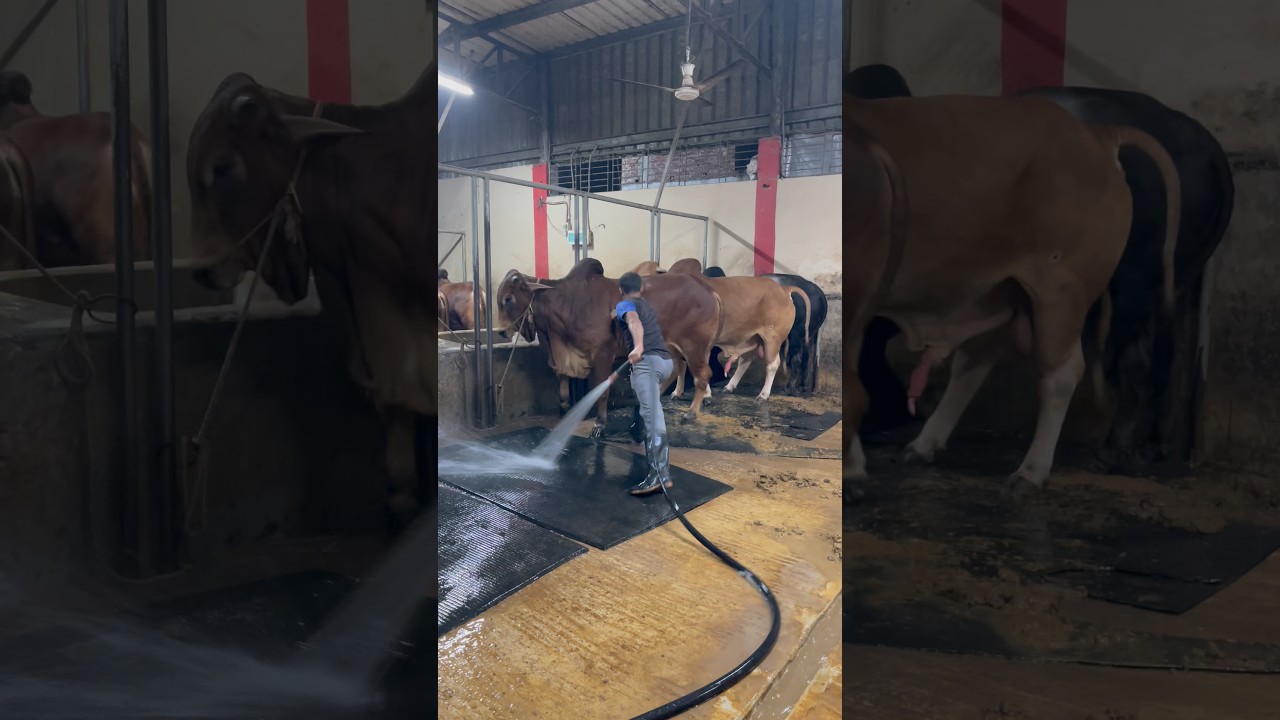 The shepherd's daily work is very neatly cleaning the cows carpet with water at night#bulls #foryou