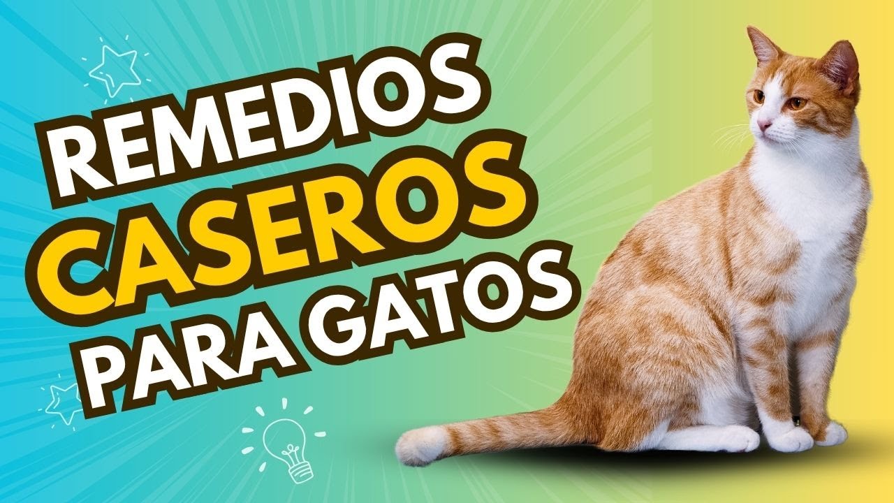 Remedios Caseros y Naturales para Gatos | Cuidados Fáciles y Seguros en Casa