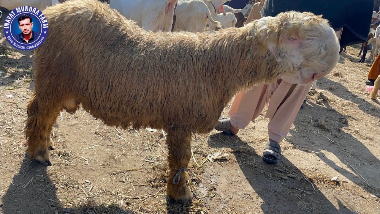 January 28, 2026 | Dera Ghazi Khan Mundra market ki new update | goat and sheep market in Pakistan 