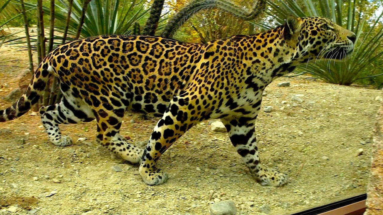 Next Stop: Palm Springs - The Living Desert