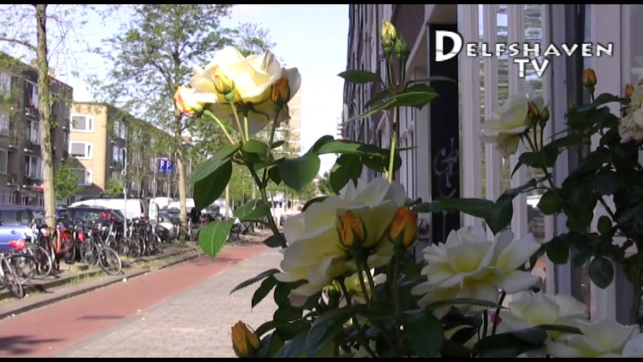 Delfshaven TV: Gele rozen op de Willem Buytewechstraat  (08-05-2014)