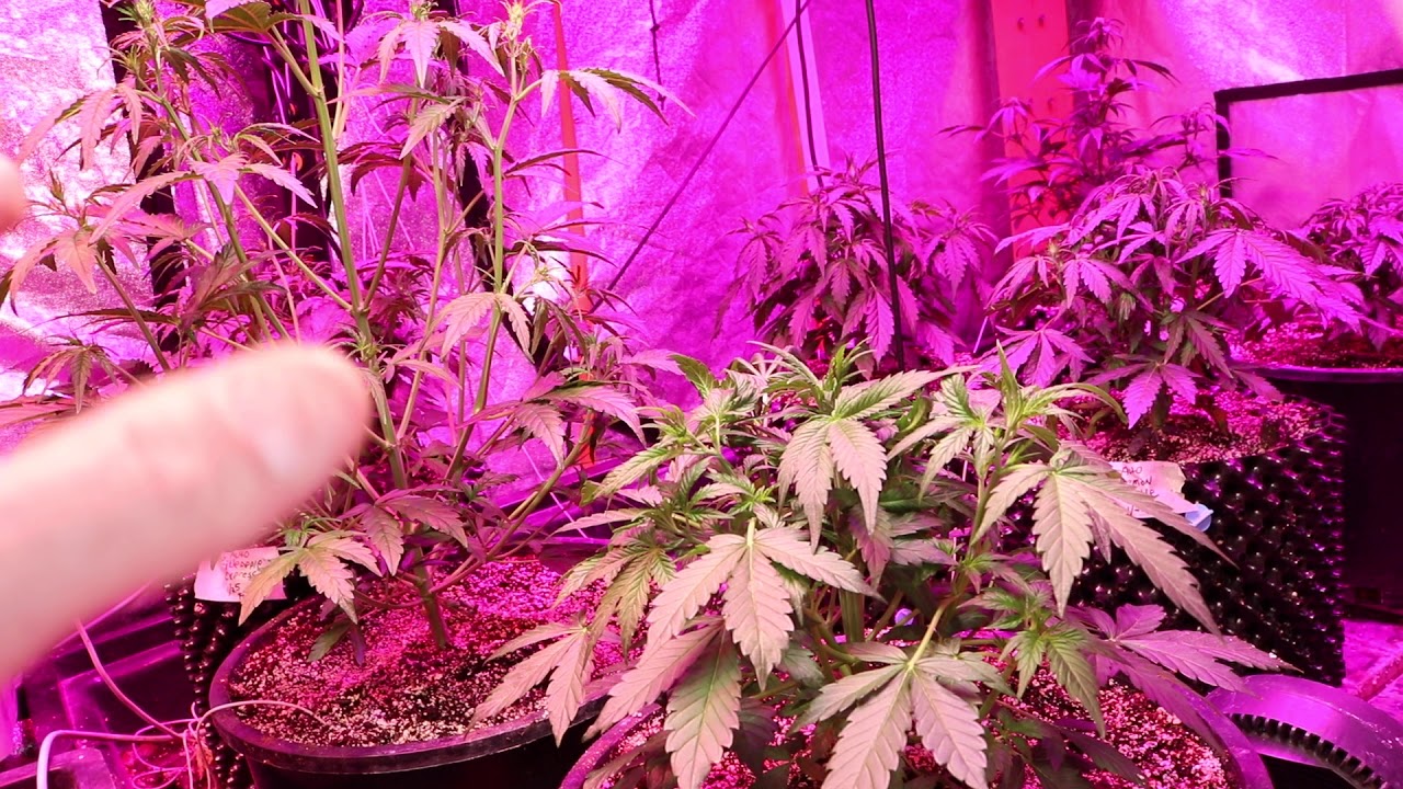 AUTO GROW 10x5 ( 2 weeks in #7's ) PLATINUMLED,REMONUTRIENTS,JUNGLECONTROL,FISHSHIT,