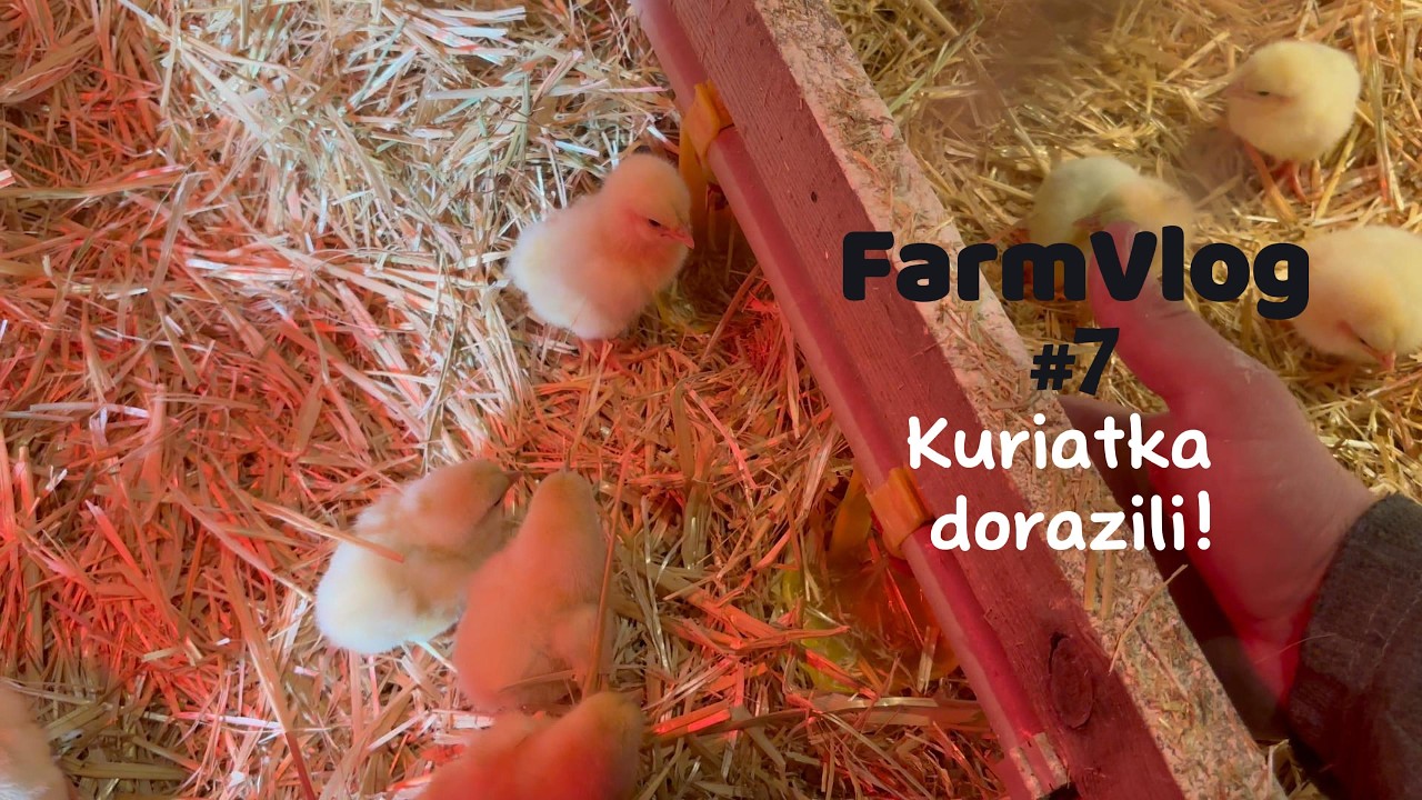 FarmVlog #7 Kuriatka dorazili!