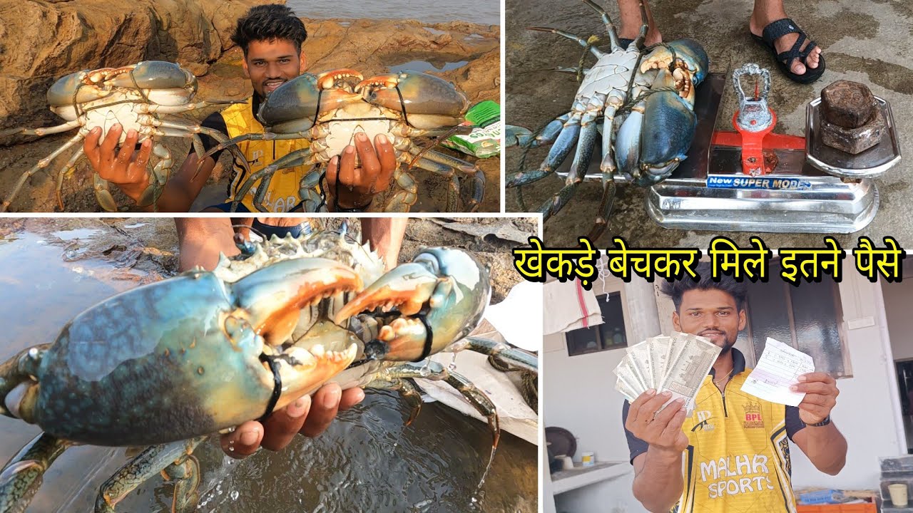 Mud Crab's catching & selling. खेकडे बेचकर मिले इतने पैसे.आकड्याला भेटले 4 किलोचे खेकडे.Indian Crab
