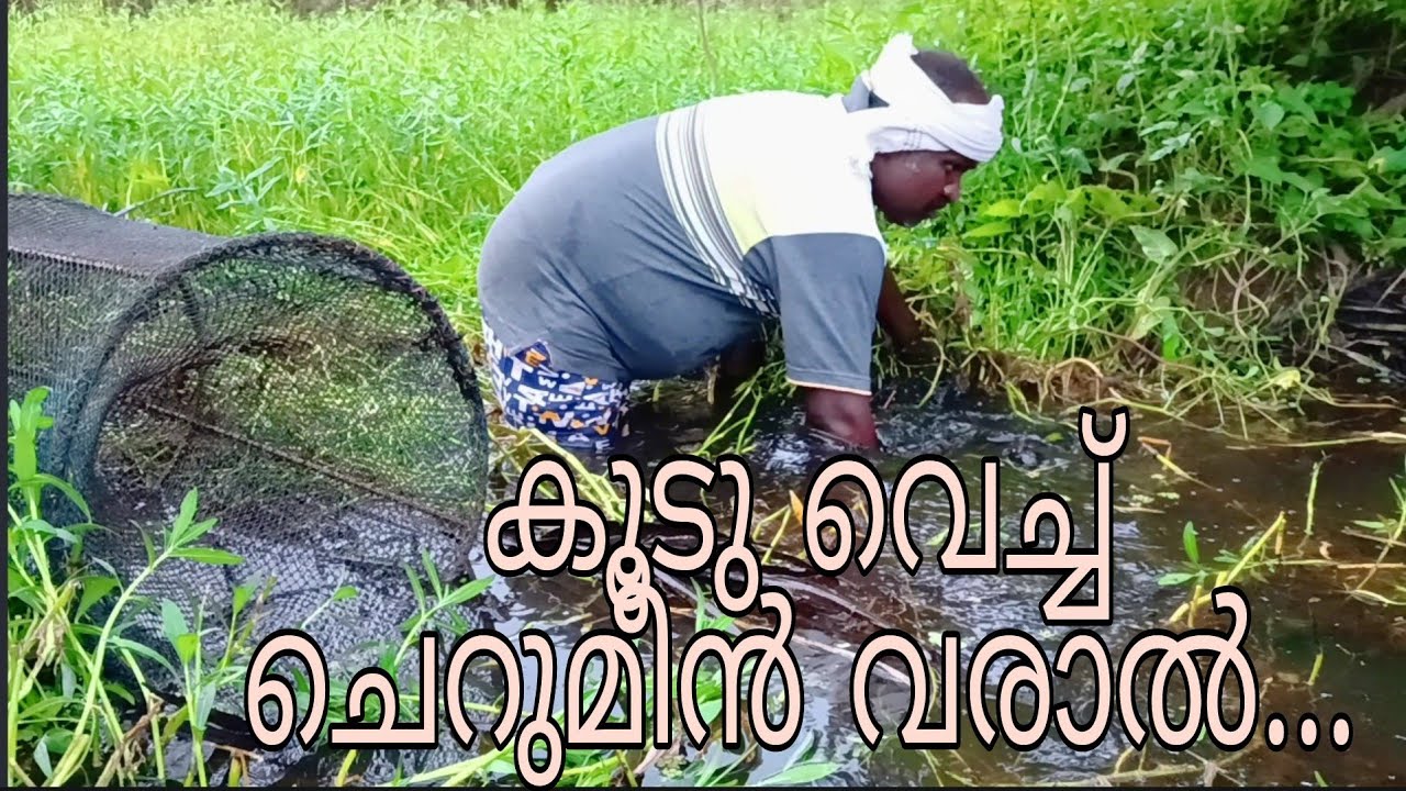 ചേറുമീൻ വരാൽ കാരി കുടുവെച്ചു പിടിച്ചു|kerala nadan snakehead fishing trap#kuttanadvillagefishing#