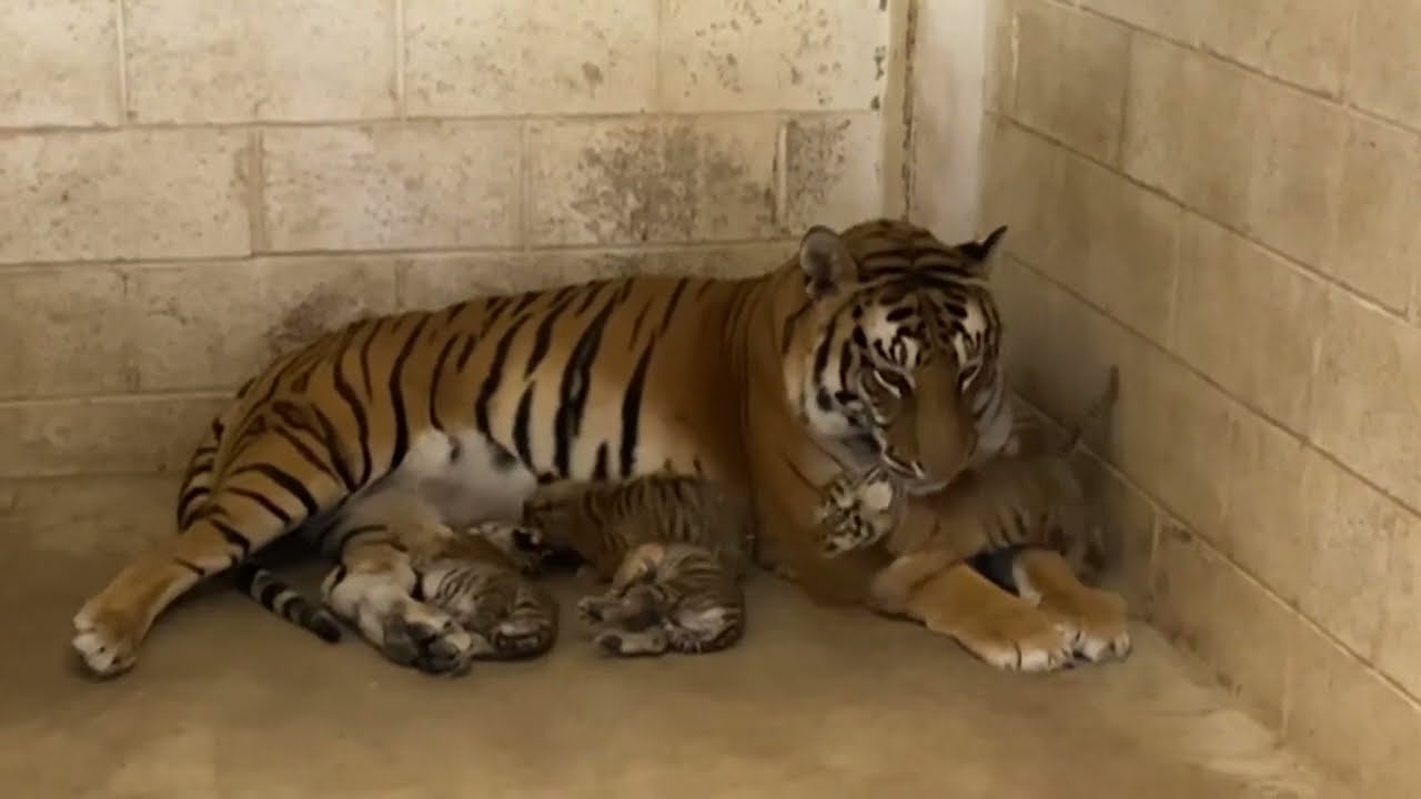 Birth of four tiger cubs delights Mexico zoo