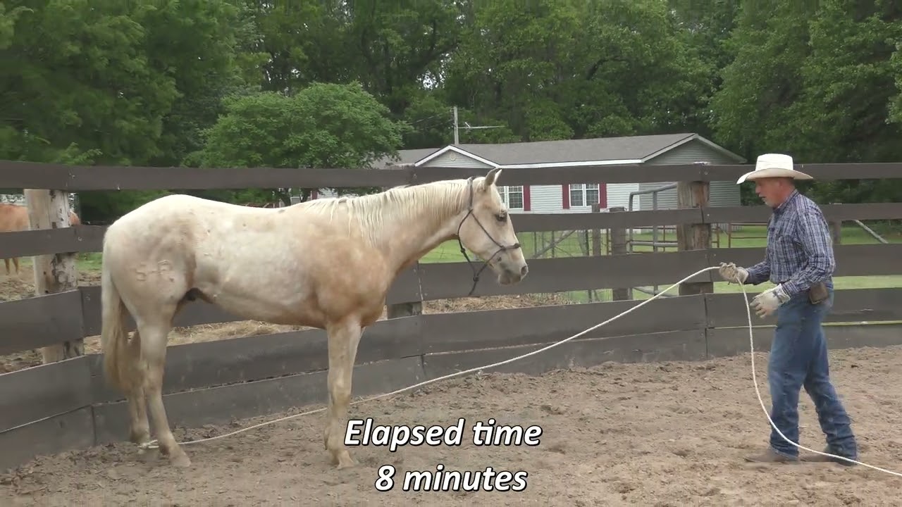 Roping a Hind Leg on a 2 Year Old Colt