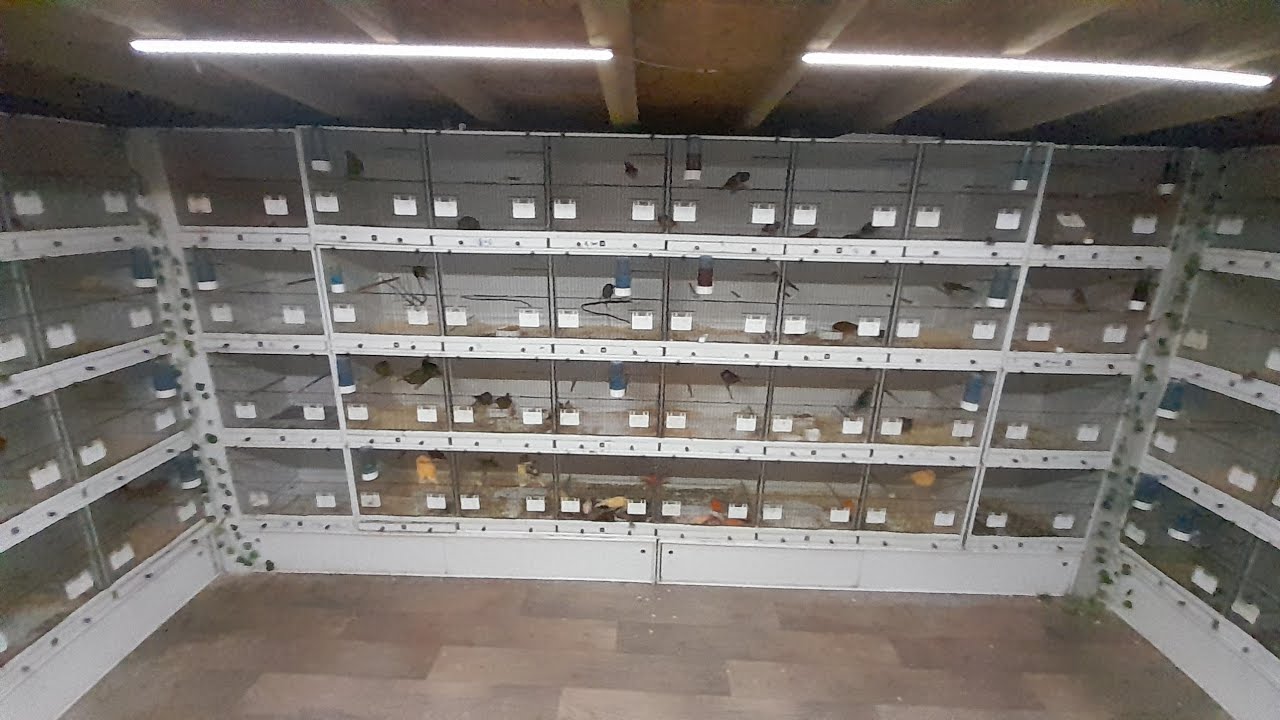 WELCOME BCK TO S&S BRITISH BIRD DIARIES.HERES A UPDATE FROM THE BIRDROOM 1ST JANUARY 2026 #shorts 