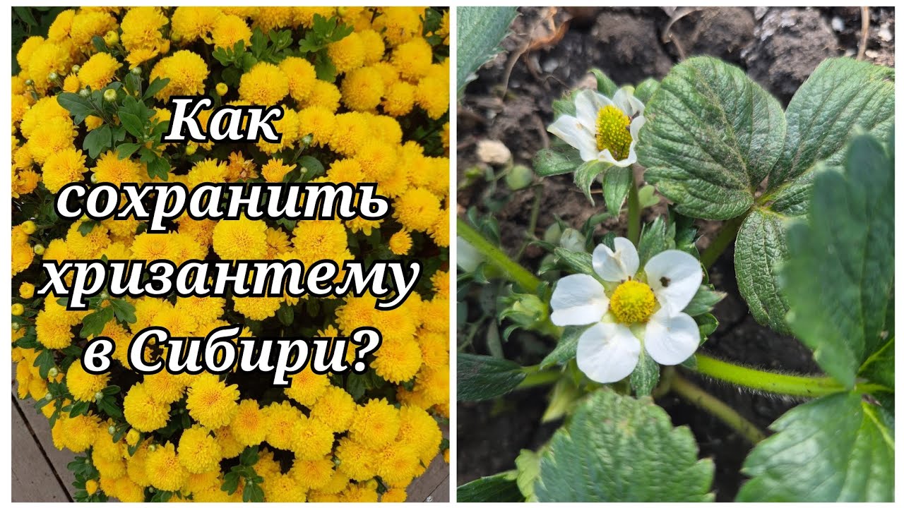 807ч🏡14.03.26- Чебуреки//Рулетики//Полдня на кухне//Уголок на фартук//О Константине//Пикировка
