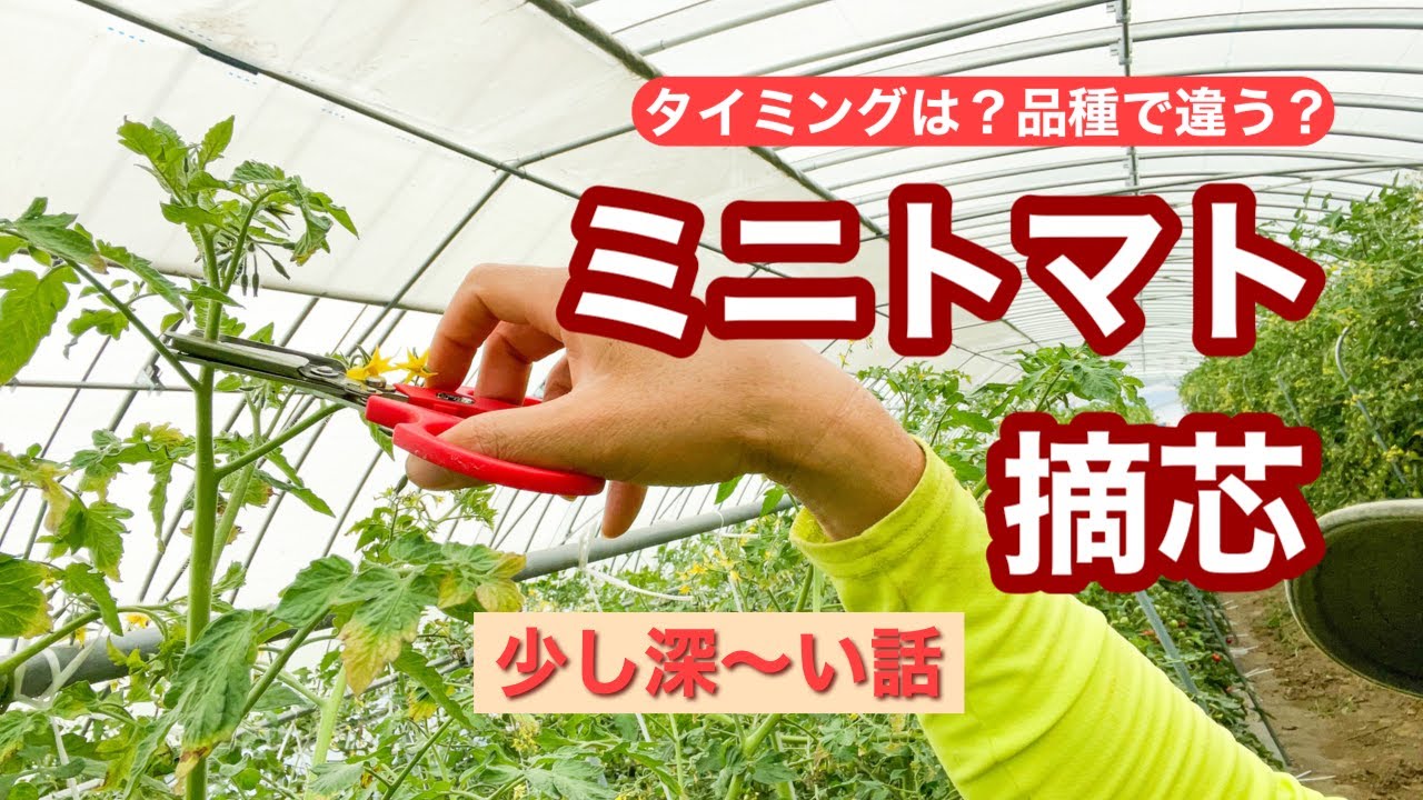 【ミニトマト摘芯】ミニトマト農家が摘芯についてあれこれ話す