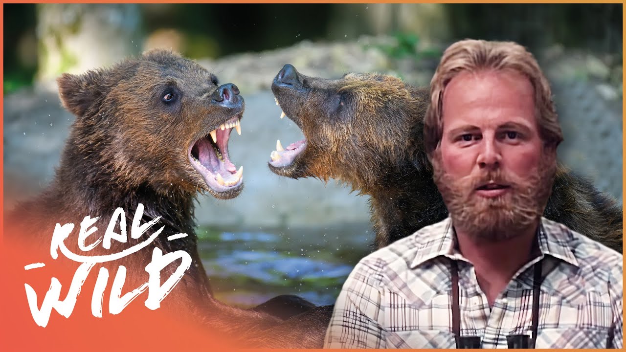 Why Animal Confrontation Is Crucial For Their Survival | Wild America
