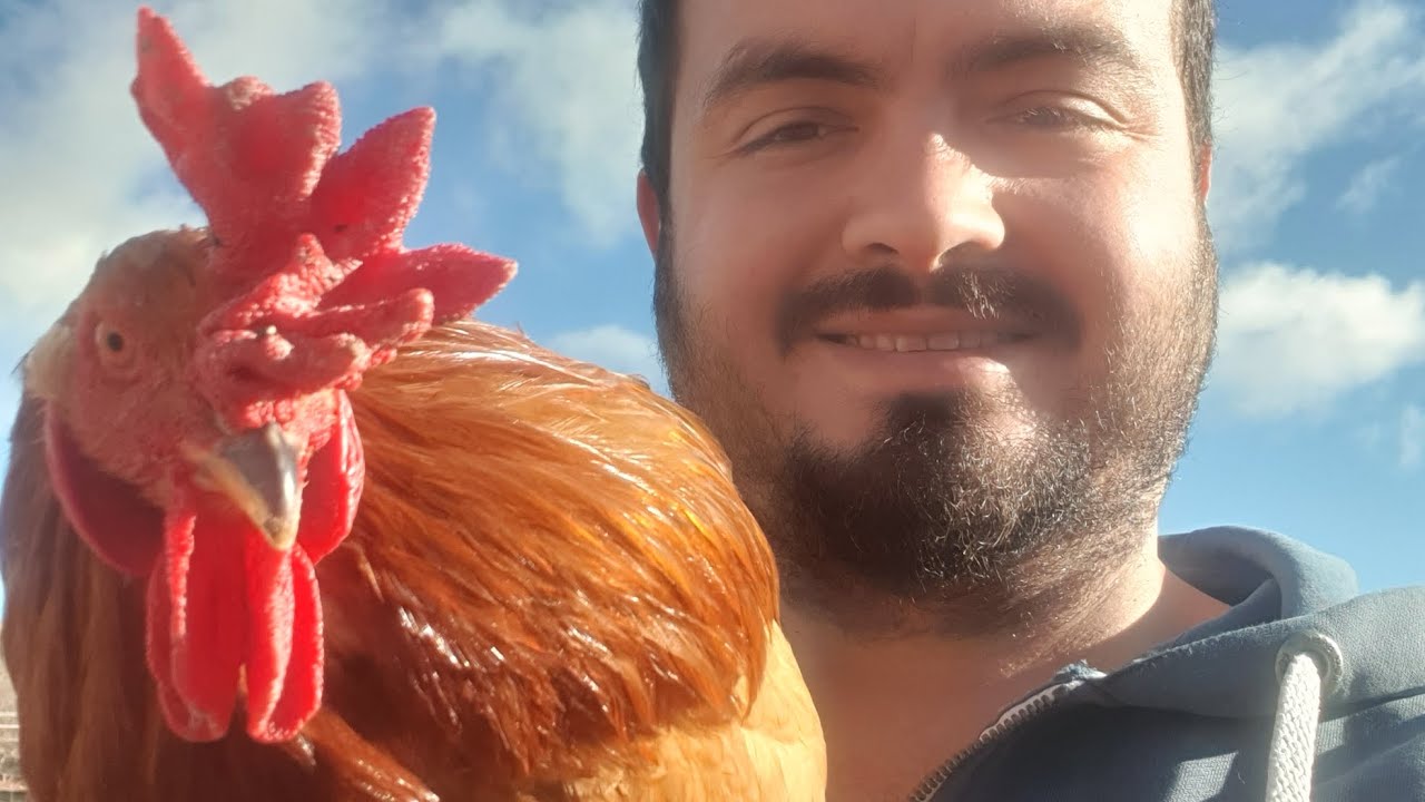 Hafta Sonu Rutin İşler.  Köy Horozu