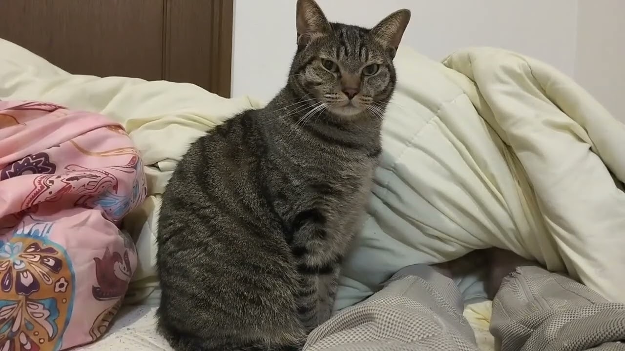 布団の中の猫5