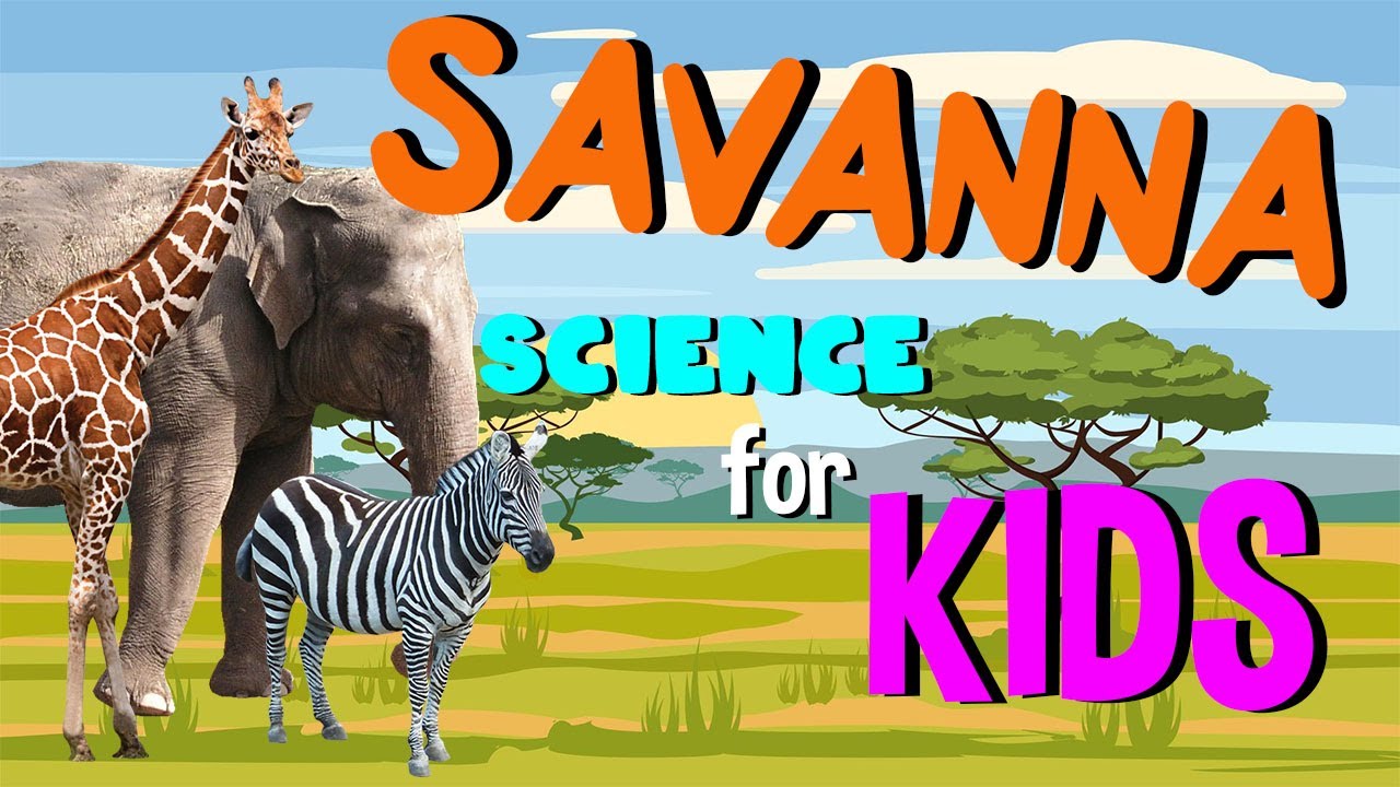 What is a Savanna | Science for Kids