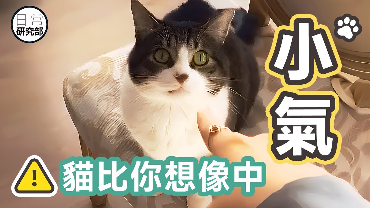 貓到底記不記仇？｜看看如何避免令貓咪生氣