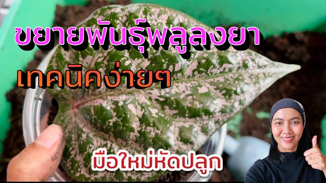 ขยายพันธุ์พลูลงยาสีชมพู พลูนาค ด้วยเทคนิคง่ายๆ สำหรับมือใหม่หัดปลูก ทำได้ง่ายด้วย