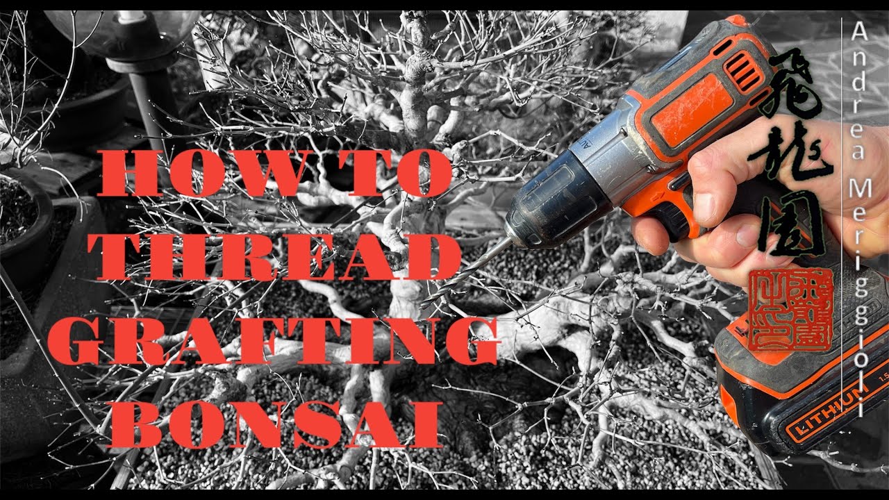 How to thread grafting bonsai: all what you need to know!