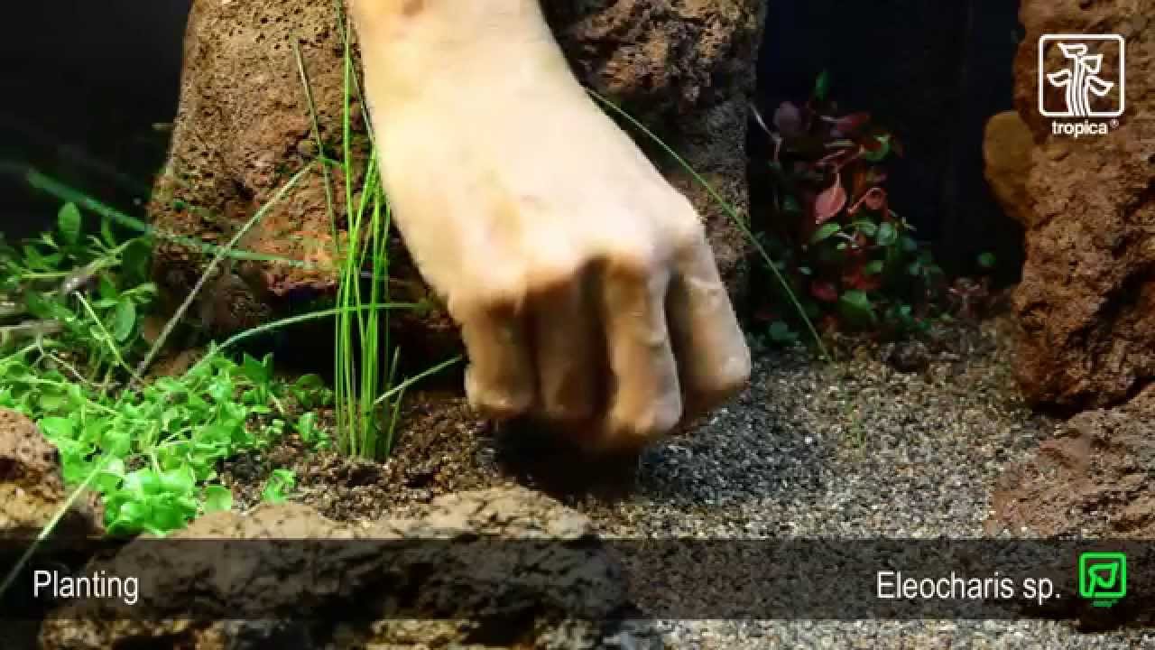 Eleocharis montevidensis