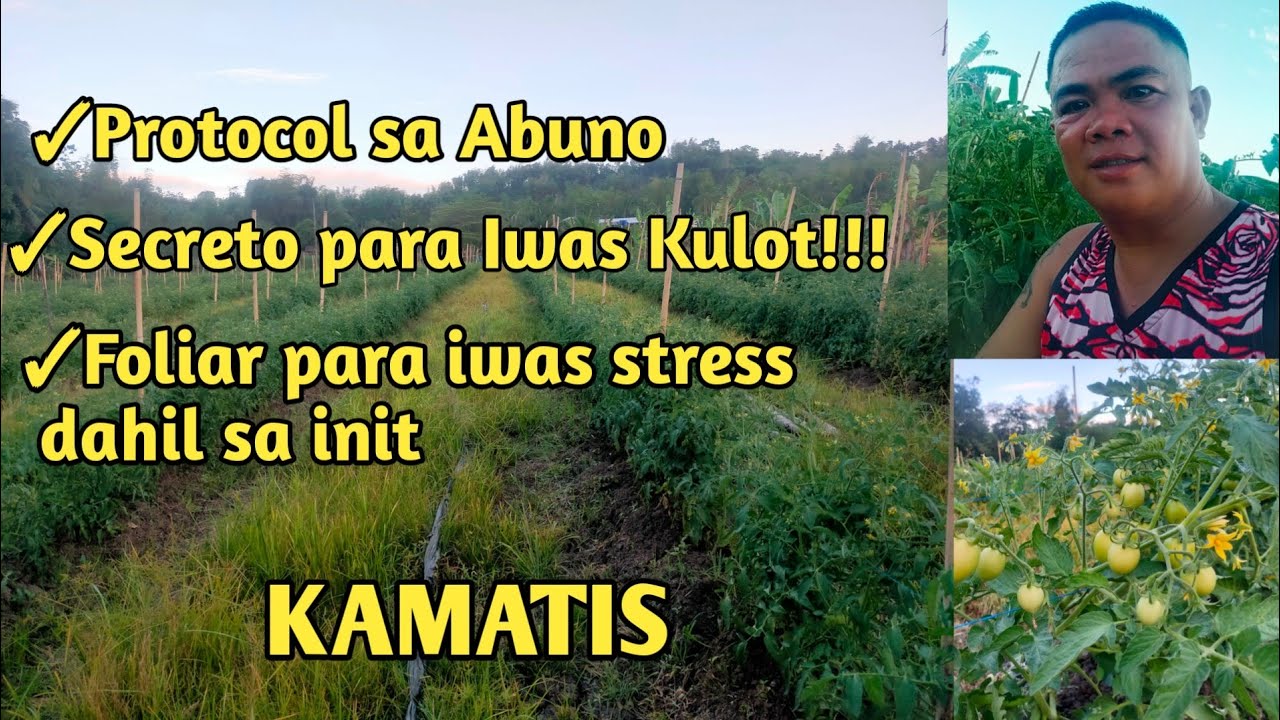 FERTILIZATION GUIDE/PROTOCOL SA KAMATIS + SEKRETO PARA IWAS KULOT