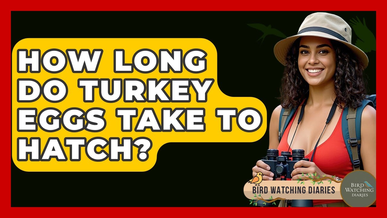 How Long Do Turkey Eggs Take To Hatch? - Bird Watching Diaries