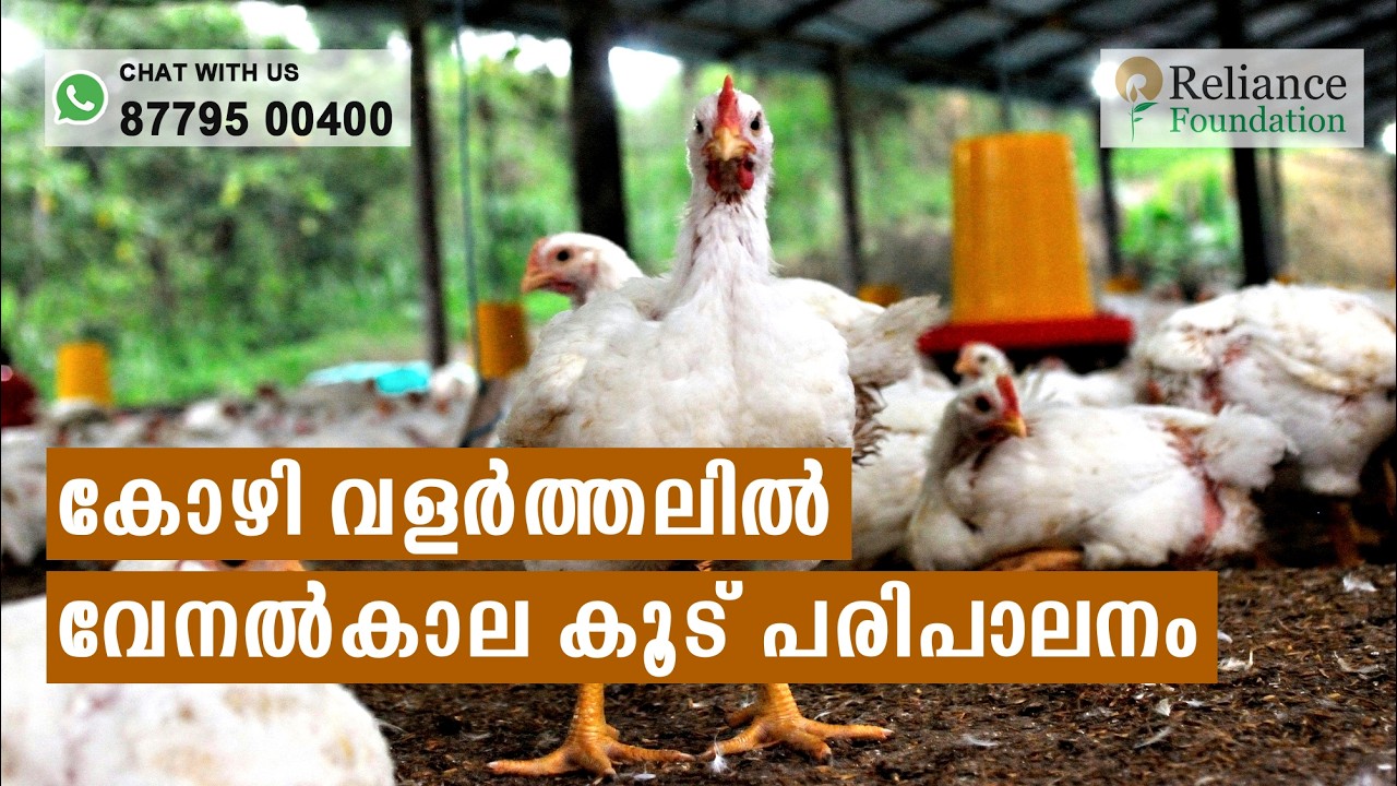 കോഴി വളർത്തലിൽ വേനൽക്കാല കൂട് പരിപാലനം | Summer Shelter management for poultry bird