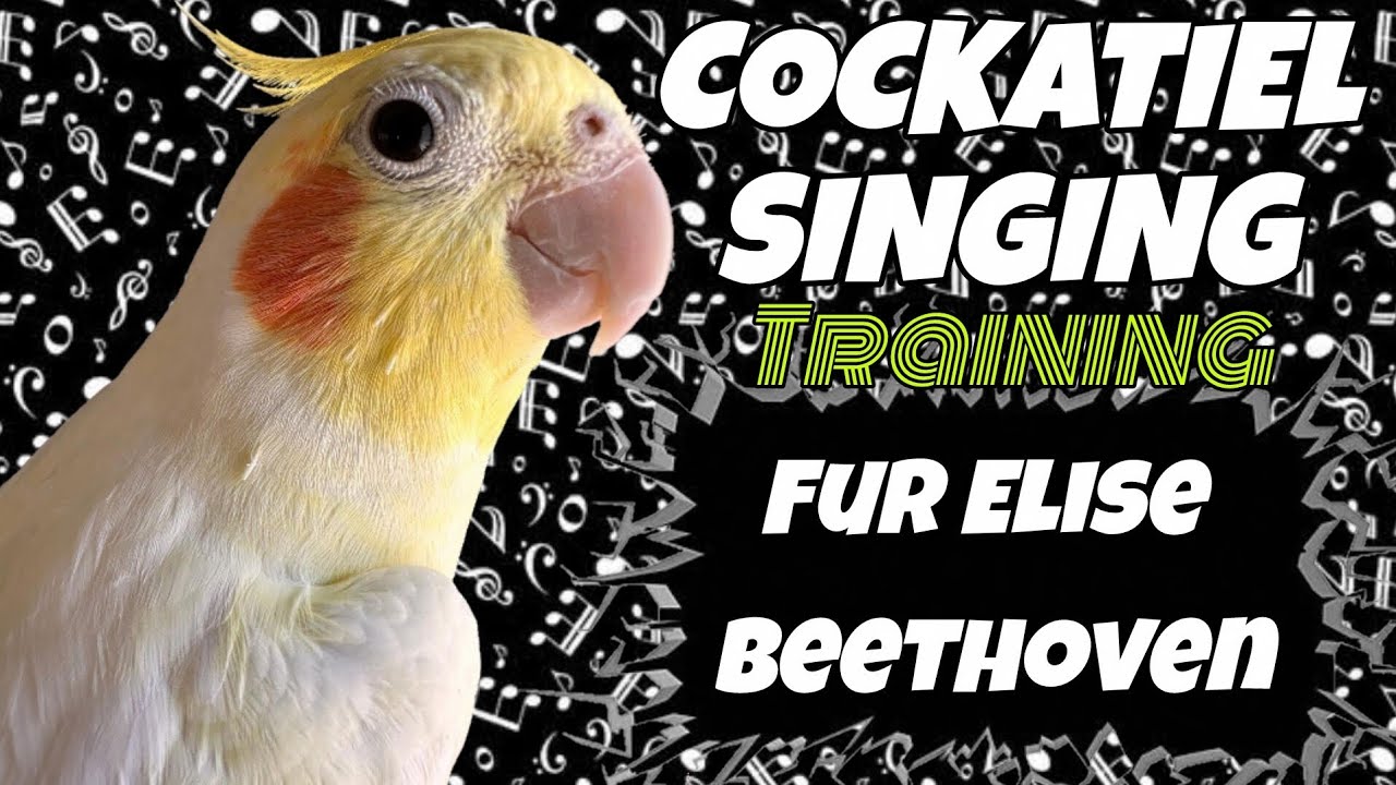 Cockatiels Singing Beethoven's Für Elise | Great for Teaching Yours Too [COCKATIEL TRAINING WHISTLE]