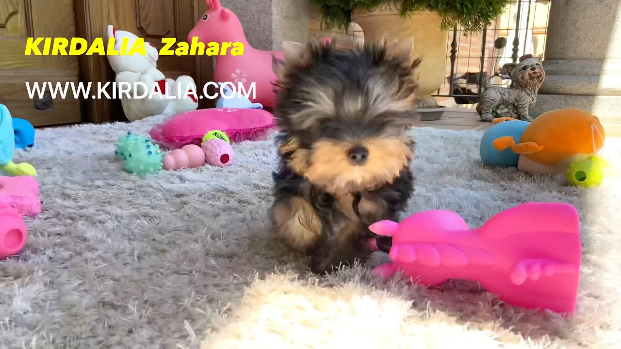 Kirdalia Zahara, cachorro Yorkshire terrier