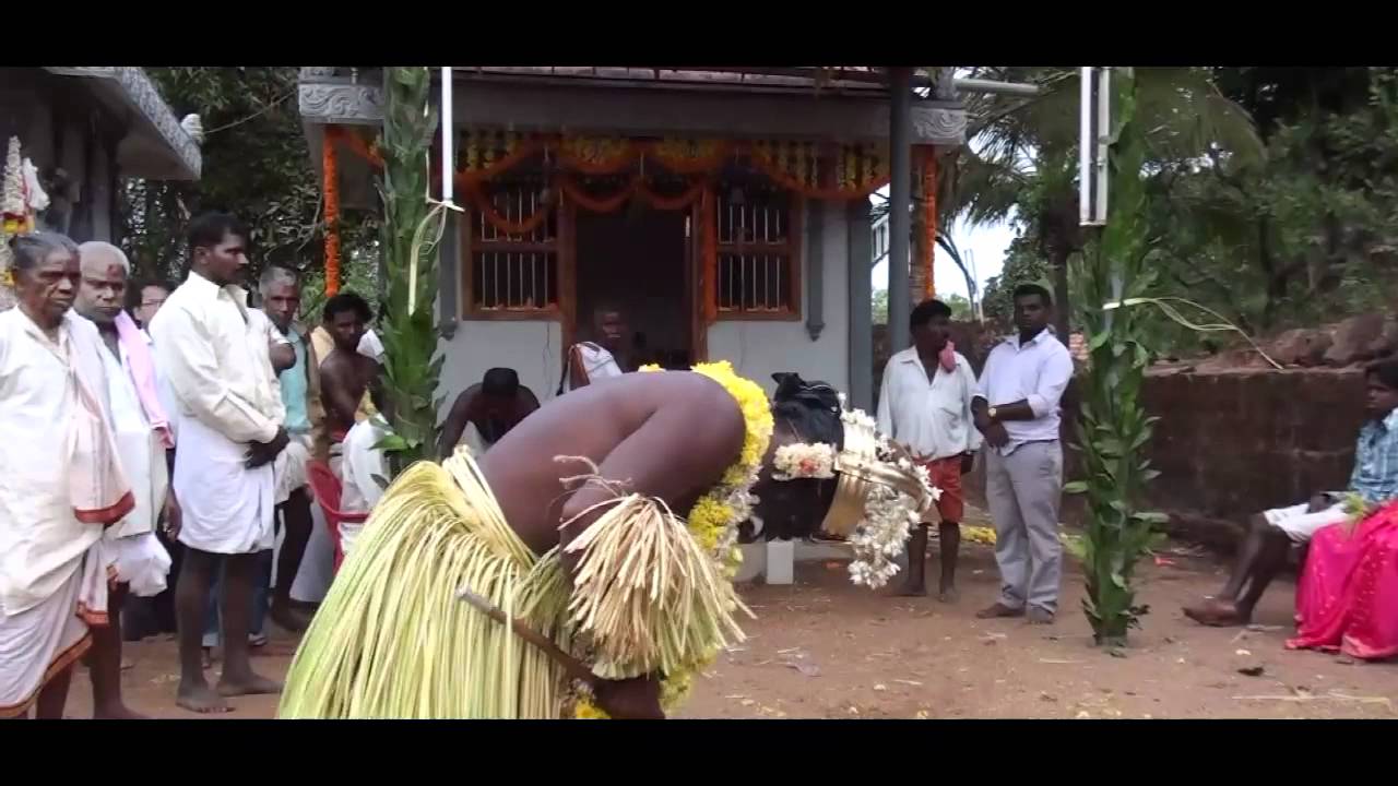 Beletangare Nema 2012 @ Niddodi Bangerapadav.