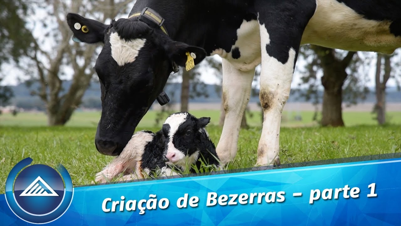 Criação de Bezerras - Parte 1