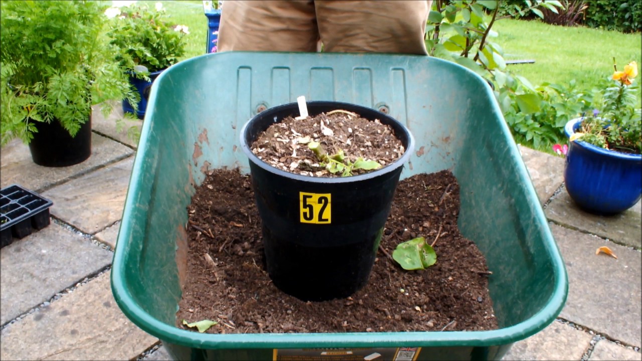 Grow Potatoes. How deep should I plant my Potatoes + Potato reveal. Start to Finish.
