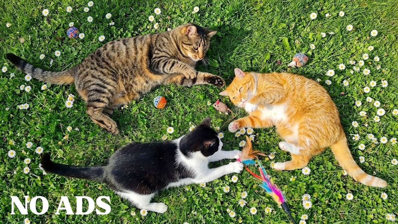 Relaxing Music for Cats (12 Hours) – Deep Sleep & Anxiety Relief
