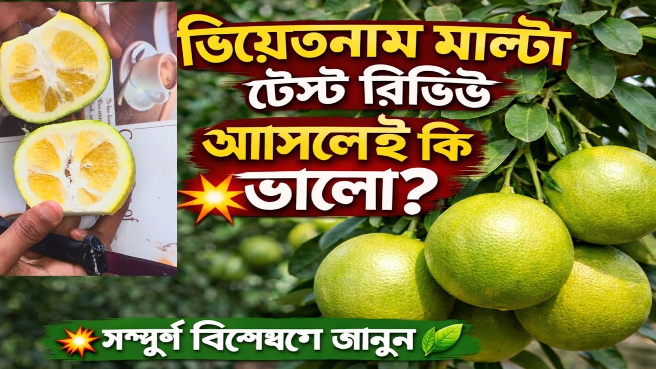 ভিয়েতনাম মাল্টা টেস্ট রিভিউ 🌱 আসলেই কি ভালো? সম্পূর্ণ বিস্তারিত বিশ্লেষণ।।Vietnam Malta Test Review