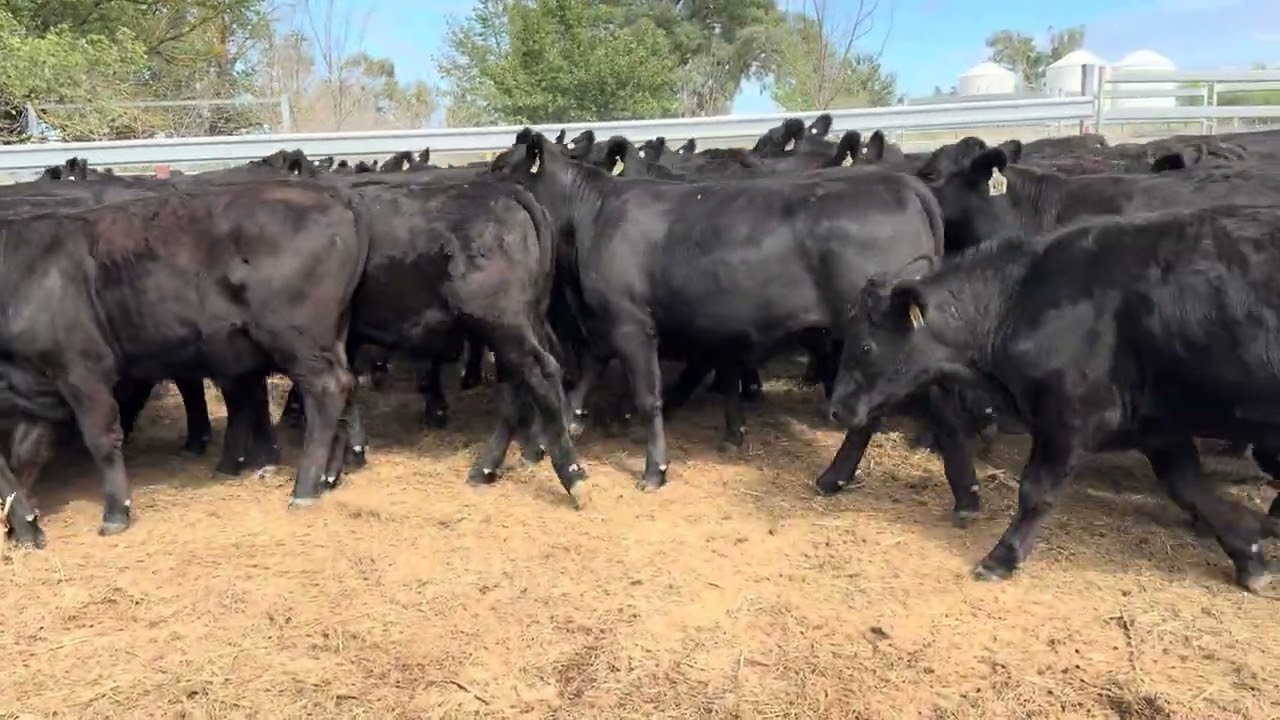 VHS steers 