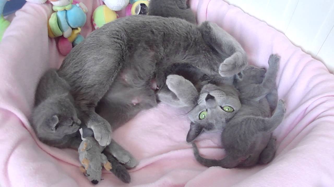 Cathia une super maman Bleu Russe!