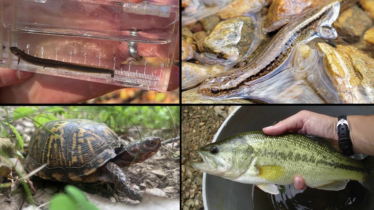 Restoring Streams Part 3: Wildlife Conservation & Protection