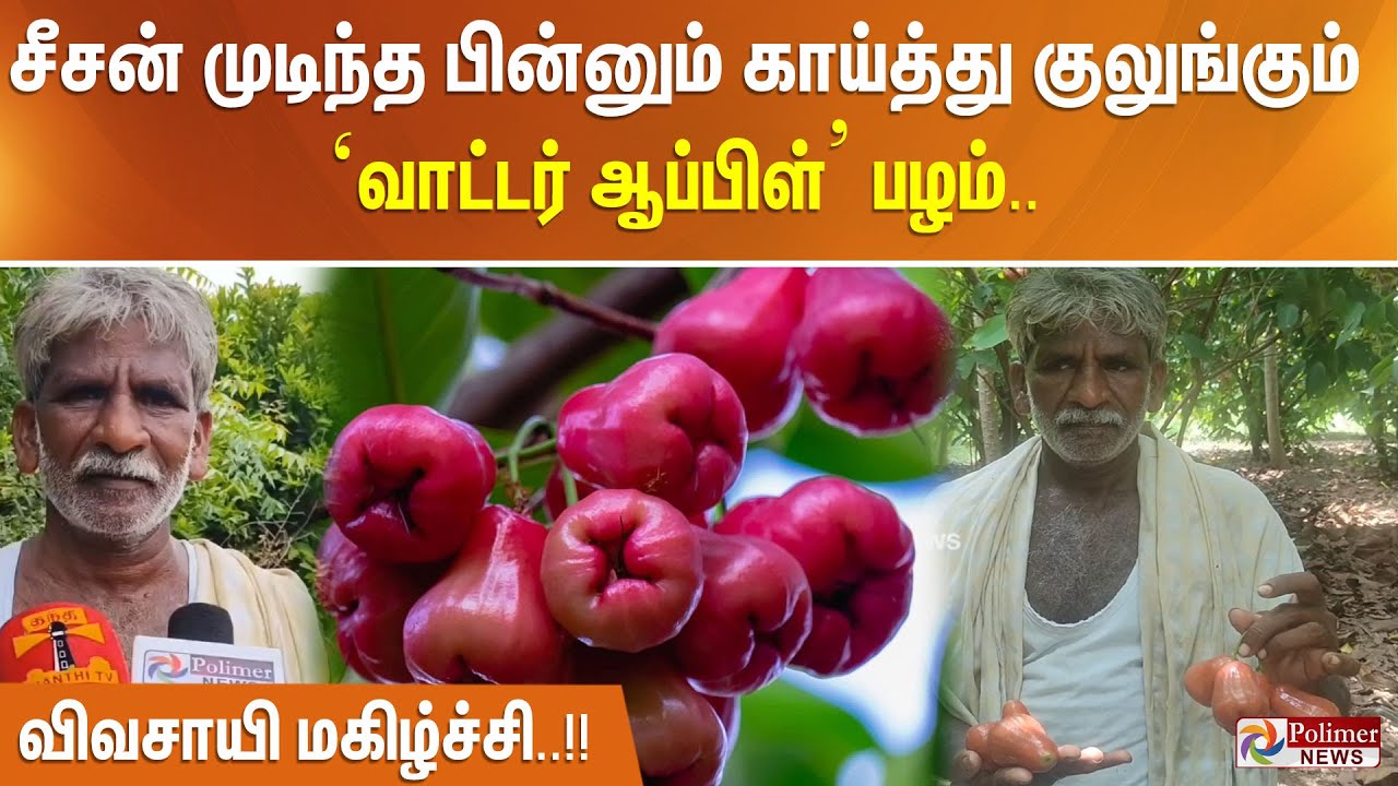 சீசன் முடிந்த பின்னும் காய்த்து குலுங்கும் ‘வாட்டர் ஆப்பிள்’ பழம்.. விவசாயி மகிழ்ச்சி..!!
