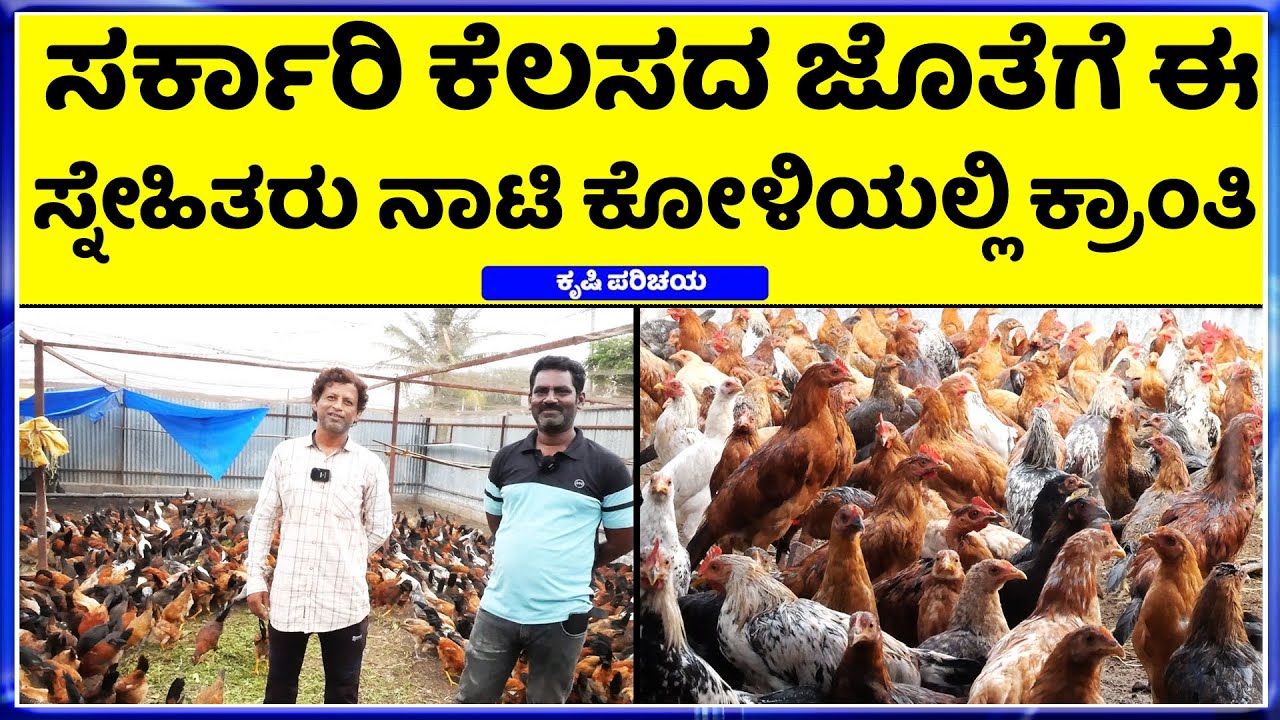 ಕೊಳ್ಳೇಗಾಲದಲ್ಲಿ ನಾಟಿ ಕೋಳಿ ಫೇಮಸ್  || ಈ ವಿಡಿಯೋ ನೋಡಿ  ಮಾಹಿತಿ ಪಡೆಯಿರಿ