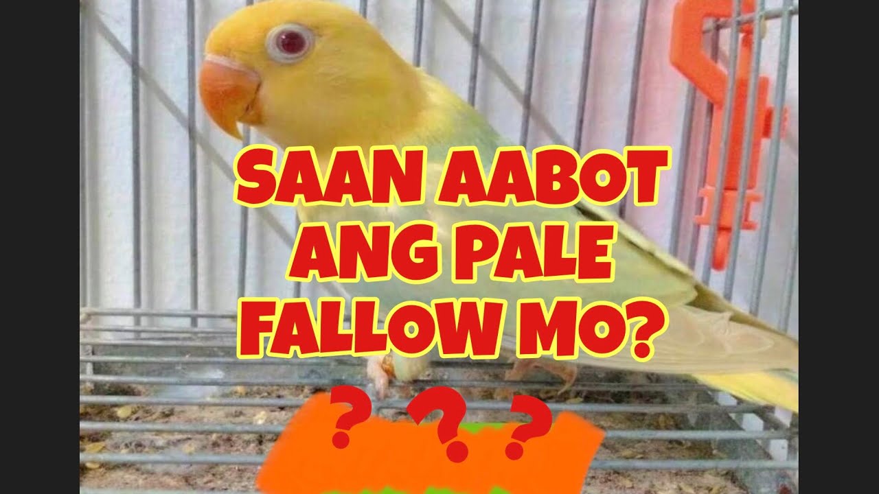 Totoong Presyo Ng Pale Fallow Dapat May Variation Kayo Sa Ibunan Ninyo