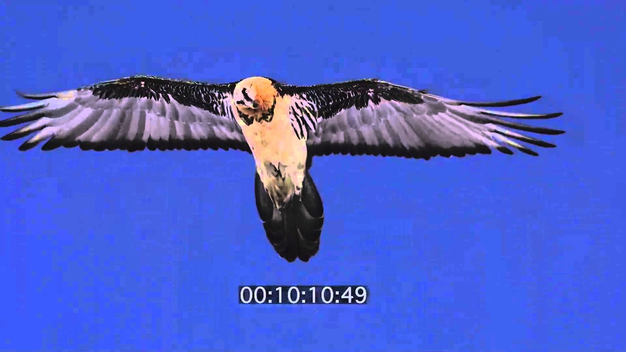 Bartgeier,  Tiere der Alpen, Top-Of.tv