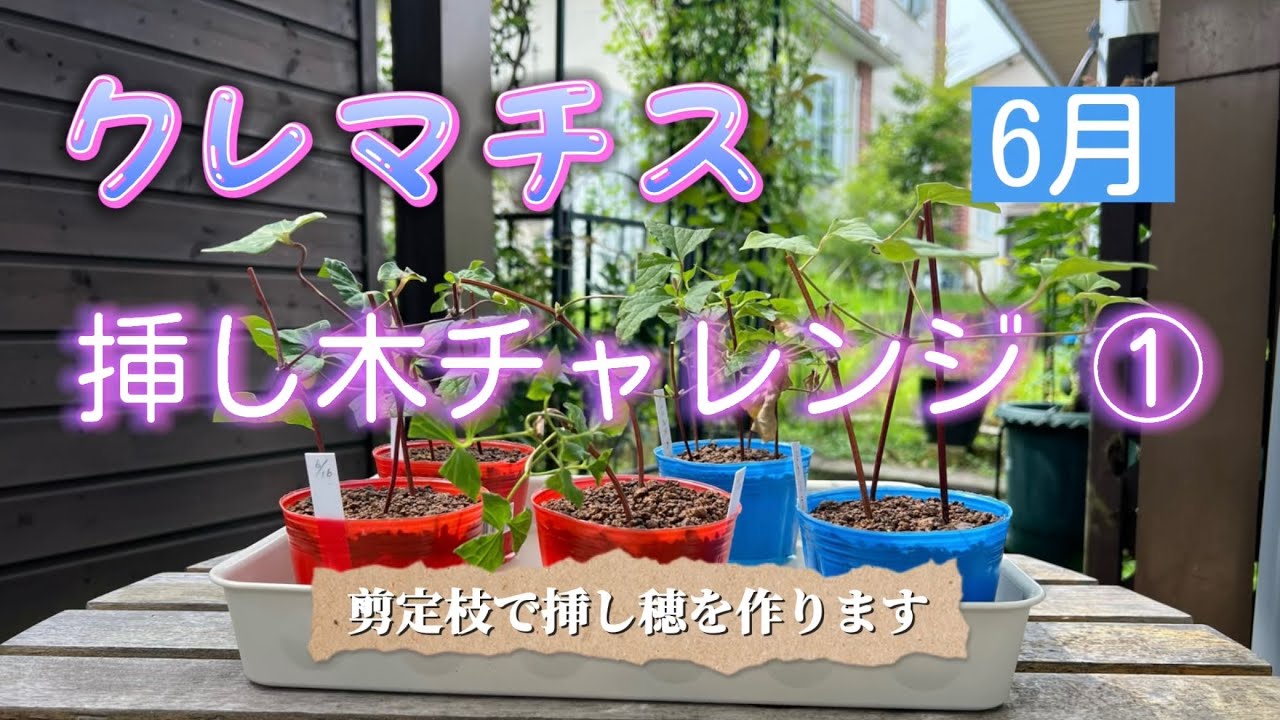 クレマチス挿し木チャレンジ ① 💠剪定枝で挿し穂を作ります