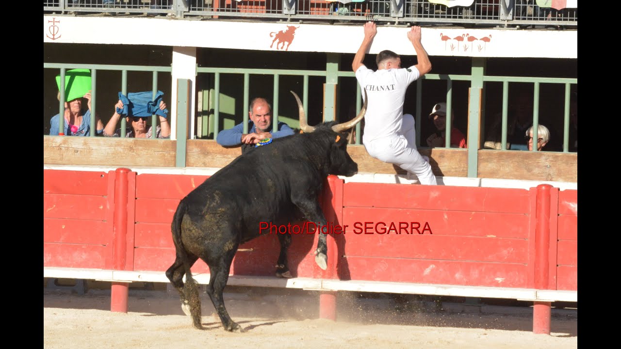 course camarguaise finale de l'avenir vauvert 05 octobre 2025