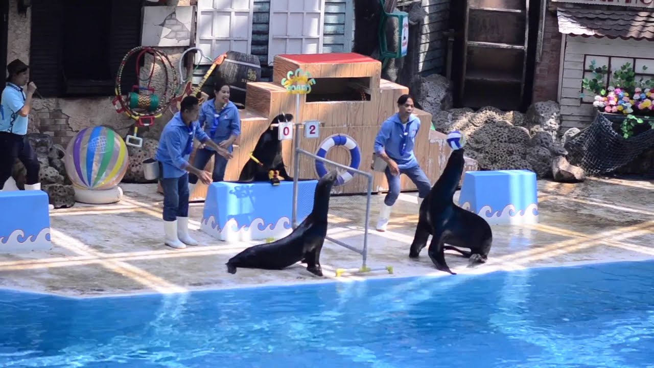 มูเน่ เที่ยว @ซาฟารีเวิลด์ #6 ชมโชว์สิงโตทะเล [ Sea Lion Show @Safari World Thailand ]