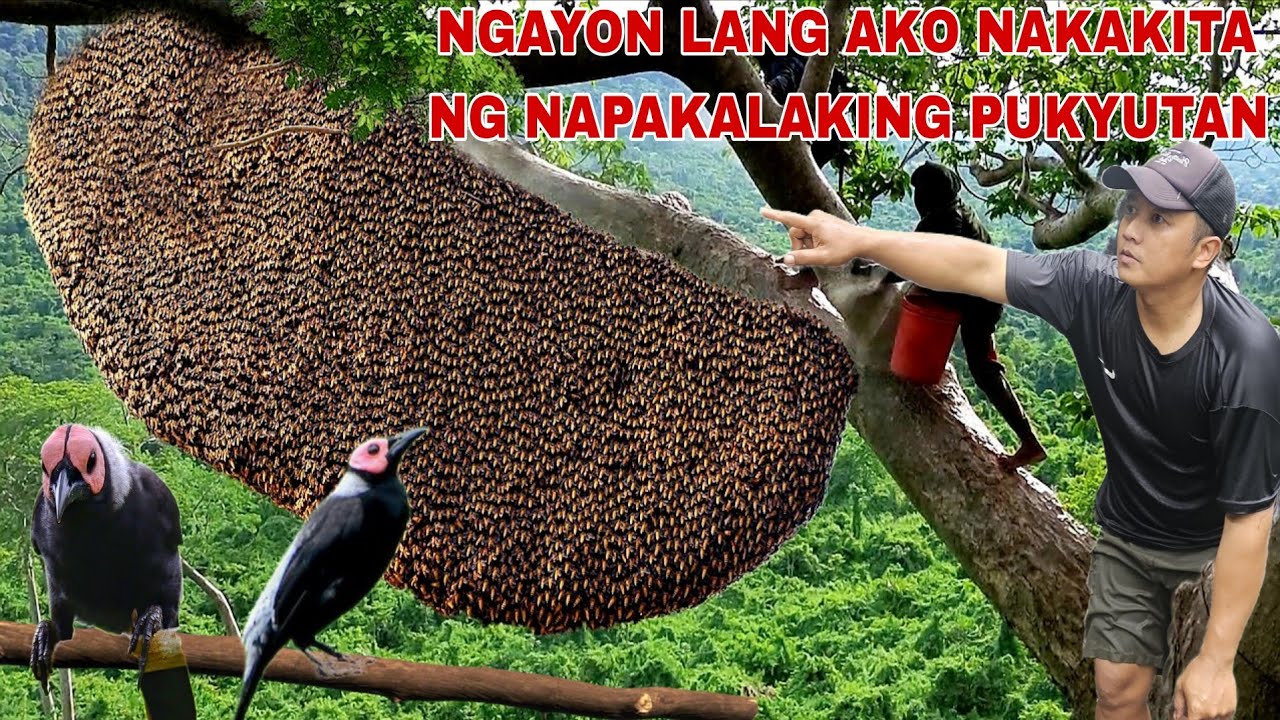 Mamaw na Pukyutan at magagandang ibon Sumalubong samin Pamamandaw ng Hipon..