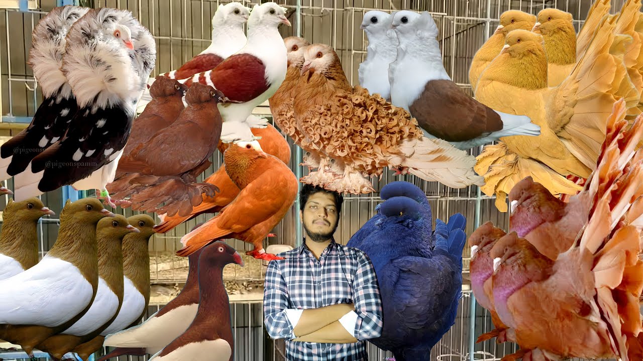 অফার মুল্যে কবুতর ক্রয় করুন #bdkhamar #kobutorkhamar #pigeonlaver #kabutar #pigeonhouse #kabootar
