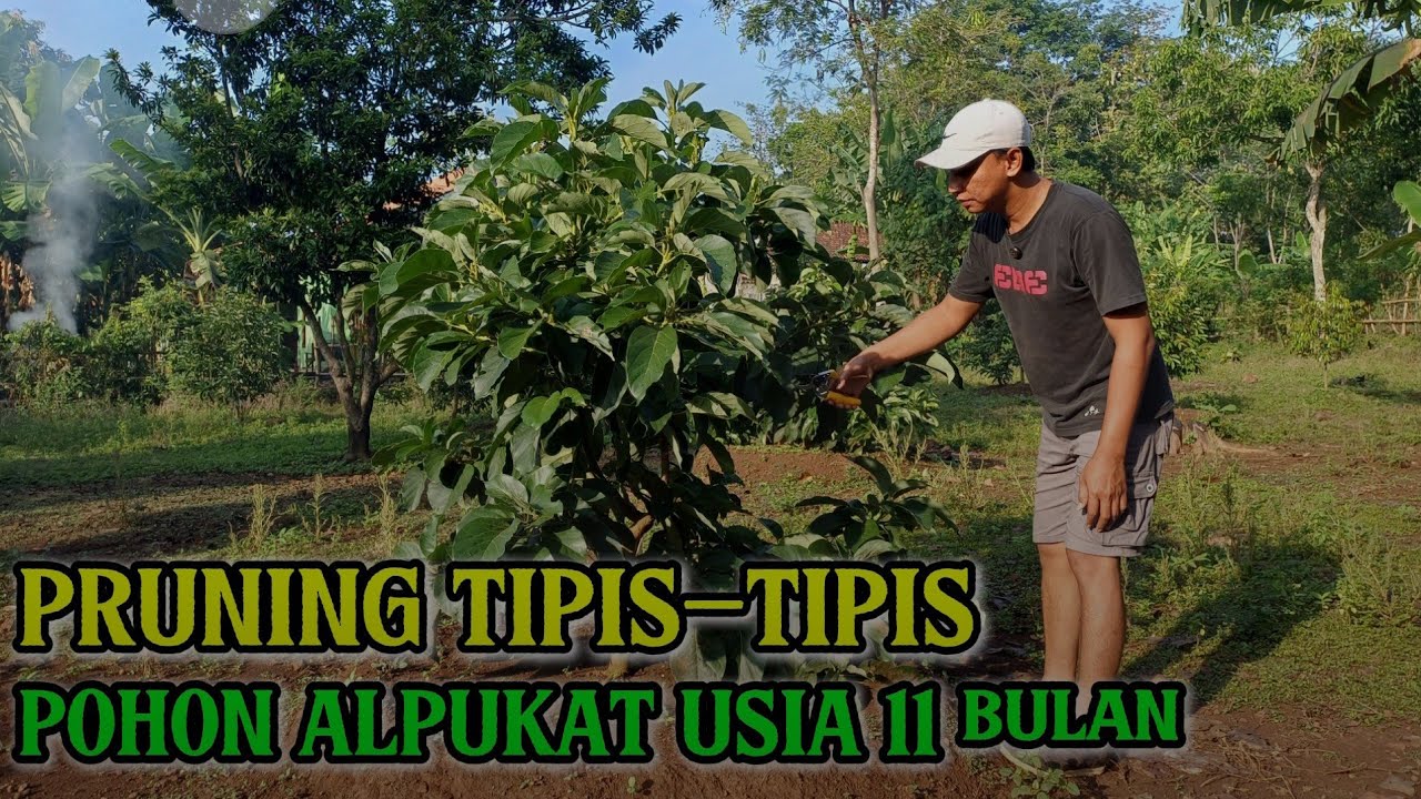Cara Pruning Pohon Alpukat dan Pemangkasan Cabang yang Kurang Efektif